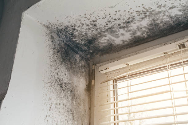 Affordable Mold Cleanup solutions in Toms River, NJ